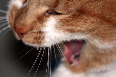  Cat yawning